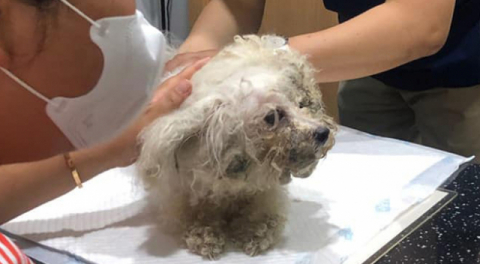 부산 해운대구 한 아파트에 주차된 차량 안에서 구조된 강아지. 동물권단체 케어 제공