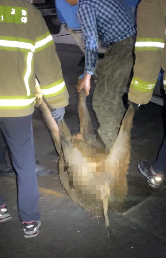 1일 부산경찰청 등에 따르면 이날 오전 2시 50분께 부산 금정구 부곡동 한 아파트에 멧돼지가 출현했다는 신고가 접수됐다. 부산경찰청 제공