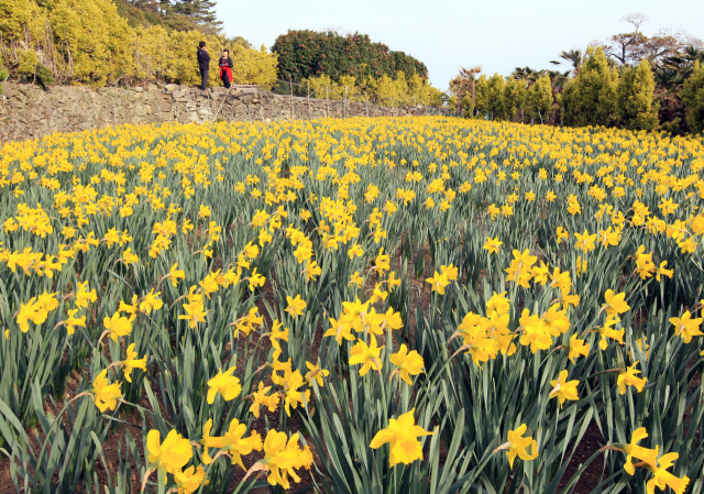 샛노란 수선화가 만개한 공곶이 수목원. 부산일보DB