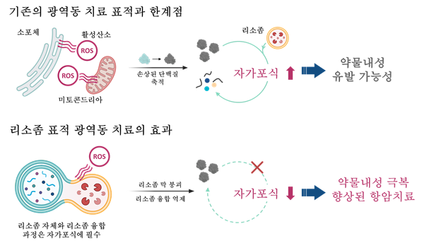 그림. 개발된 리소좀 표적 광감각제 기반 치료의 차별점. 세포 내 산화는 그 위치에 따라 영향이 달라질 수 있음. 기존 광역동 치료 표적의 경우 자가포식을 촉발하는 신호를 일으키는 경우가 많아 약물내성을 극복하는데 불리하였음. 이번 연구에서는 자가포식의 핵심 축인 리소좀을 공략하여 약물내성을 극복하고 암 치료 전략의 개선을 이루어낼 수 있음. UNIST 제공