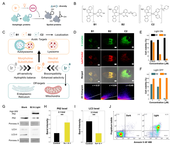 그림. 리소좀 표적 광감각제의 생체적합성 및 광유도 자가포식 억제. A) B2가 공간적·시간적 활성산소 생성을 통해 자가포식을 억제하는 과정. 활성산소는 다양한 구조나 돌연변이를 가진 단백질을 불안정화시킬 수 있다. B) B1, B2, C2의 화학적 구조를 제시하여, B2가 가진 모폴린 치환 특성을 강조하였다. C) 중성 Ir(III) 복합체인 B2의 리소좀 특이성과 생체 적합성 메커니즘의 요약. D) 공초점 현미경과 2D 히스토그램 분석을 통해 B1, B2, C2의 세포 내 분포를 비교하여 B2의 리소좀 표적을 확인했다. E, F) MTT 분석을 통해 Ir(III) 복합체의 세포 독성을 평가하였으며, B2의 광독성과 생체 적합성을 B1 및 C2와 비교하였다. G–I) B2에 의한 광활성화 자가포식 억제는 P62와 LC3 단백질 발현 수준을 기반으로 확인되었다. UNIST 제공