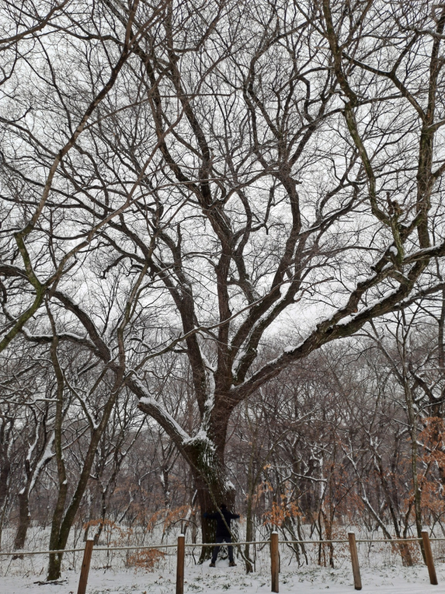 상림에 있는 수령 500년 이상된 갈참나무. 상림에는 고목이 많아 병해충이나 바이러스에 더 취약하다. 김현우 기자