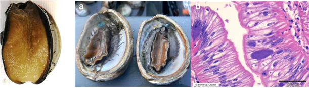 정상 전복(왼쪽). X. californiensis에 감염된 전복(중간)과 감염된 조직(오른쪽). 해수부 제공