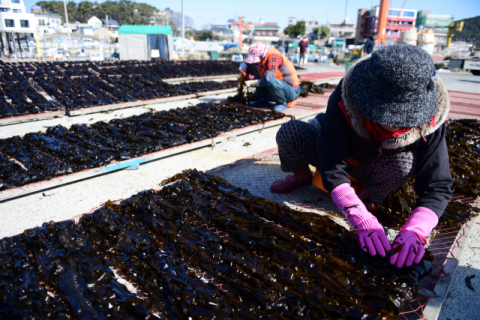 토마토·미역·멸치·전어… 폭염, 부산 특산물도 ‘타격’