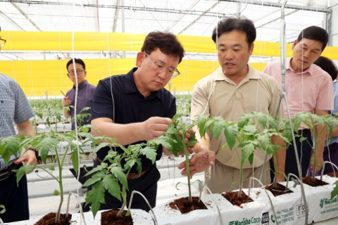 농촌진흥청장, 토마토뿔나방 방제 점검…“유기농에 적합한 기술개발 전력”