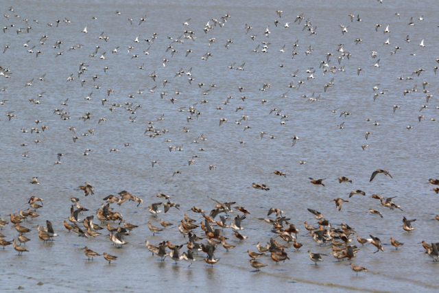 국내 갯벌에 몰려는 민물도요 큰뒷부리도요. 해수부 제공
