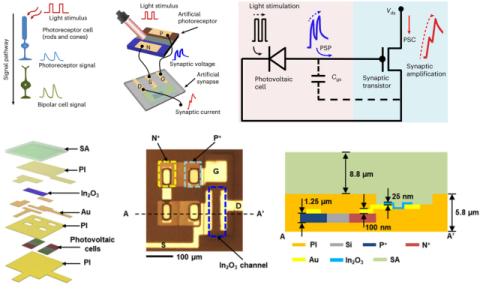 부산대 심현석 교수 연구 이미지.
