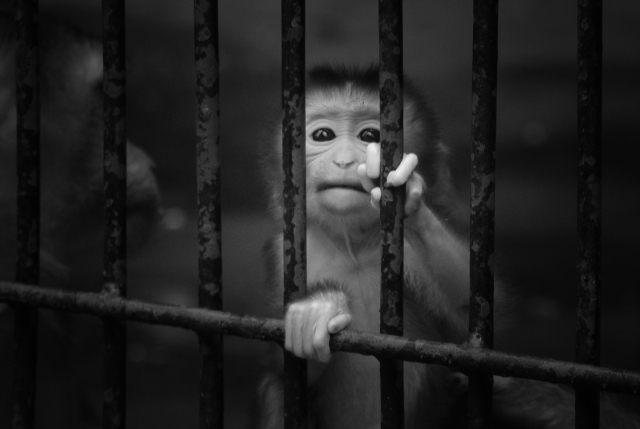 2009년 8월 서울대공원 동물원에서 찍은 돼지꼬리원숭이. 15년에 걸친 500번의 동물원 탐험이 시작된 이 순간을 저자는 '존재와 존재가 정면으로 마주한 순간'으로 규정한다. 효형출판 제공