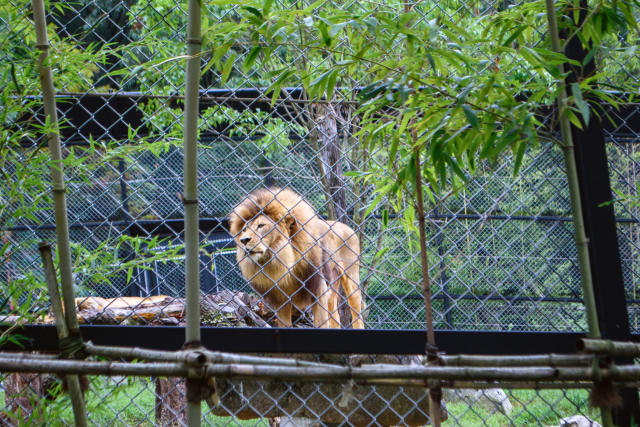 '갈비뼈 사자'로 불리던 수사자 '바람이'의 2025년 모습. 청주동물원으로 옮겨진 뒤 건강을 회복한 모습으로 만날 수 있었다. 효형출판 제공