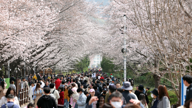 마창진 통합 이후 가장 활기가 넘쳤던 진해구가 인구 감소로 위축되고 있다. 지난해 진해구 군항제 모습. 부산일보DB