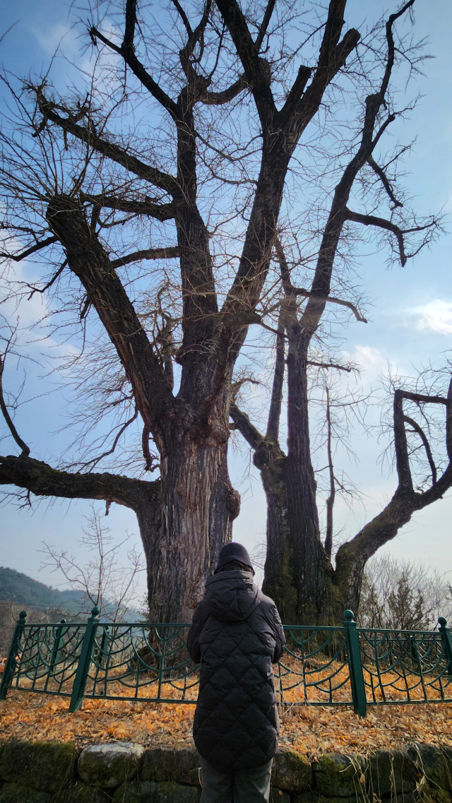 신단과 함께 마을을 지키는 1100년 된 은행나무.