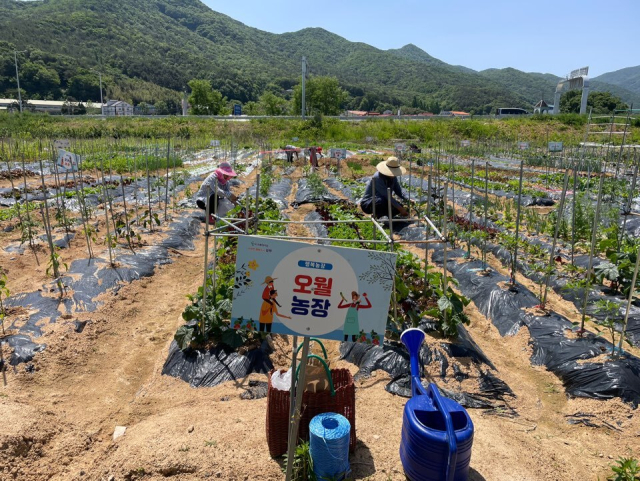 ‘리틀 포레스트 팜’ 프로그램 참가자들이 텃밭에서 농작물을 경작하는 모습. 김해시 제공