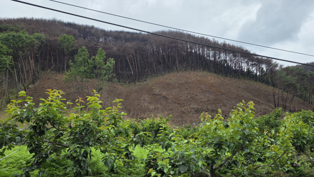 경남 산청군 시천면 야산 모습. 산불 이후 산림이 불에 타 죽어 있다. 김현우 기자