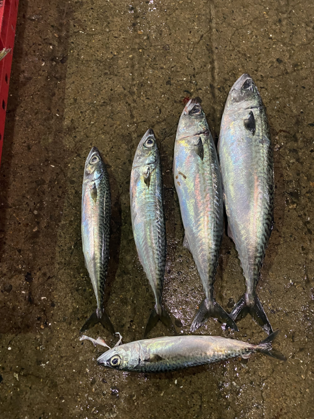 크기 순으로 나열된 고등어. 소형(왼쪽)은 250g 이하, 중형은 250~400g, 대형은 400g 이상이다. 국립수산과학원 제공