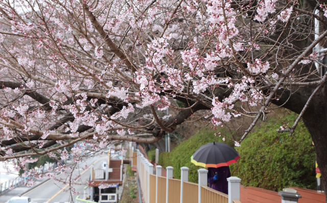 25일 부산 동구 산복도로에 벚꽃이 일부 개화해 화사한 자태를 뽐내고 있다. 정종회 기자 jjh@
