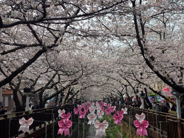 29일 경남 창원시 진해구 여좌천 일대. 강대한 기자