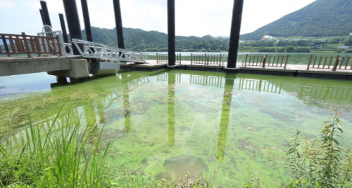 지난해 8월 21일 경남 양산시 물금읍 낙동강 물금선착장 주변 강물이 녹조로 초록빛을 띠고 있다. 연합뉴스